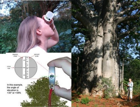 How do I measure the height of a baobab?