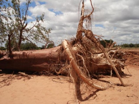 Interesting baobab tree roots