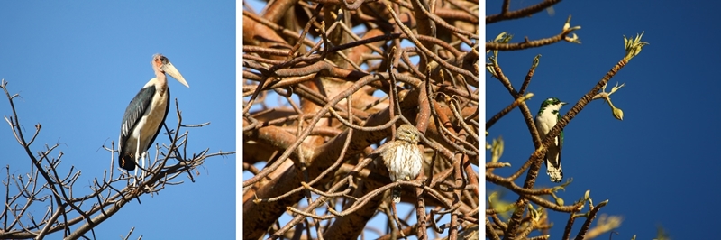 maribou-stork-pearl-spotted owlet-and-klaass-cuckoo-with-baobab-buds