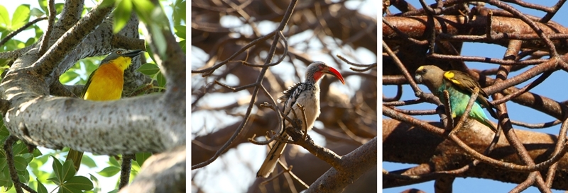 bush-shrike-redbilled-hornbill-myers-parrot