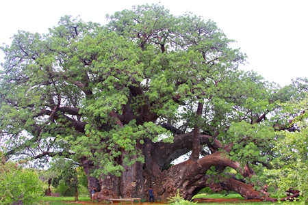 Sagole Tree Dec 2014 by sarah 450 x 300 | Eco Products