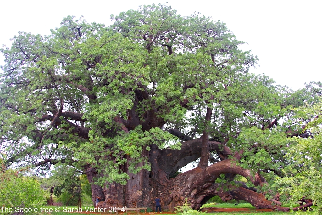 The Sagole Baobab: still a mighty champion